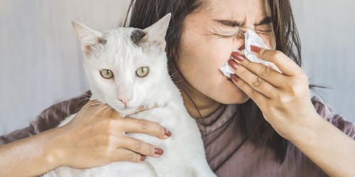 Can I Still Have A Pet if I Am Allergic? Ways To Relive Pet Allergy